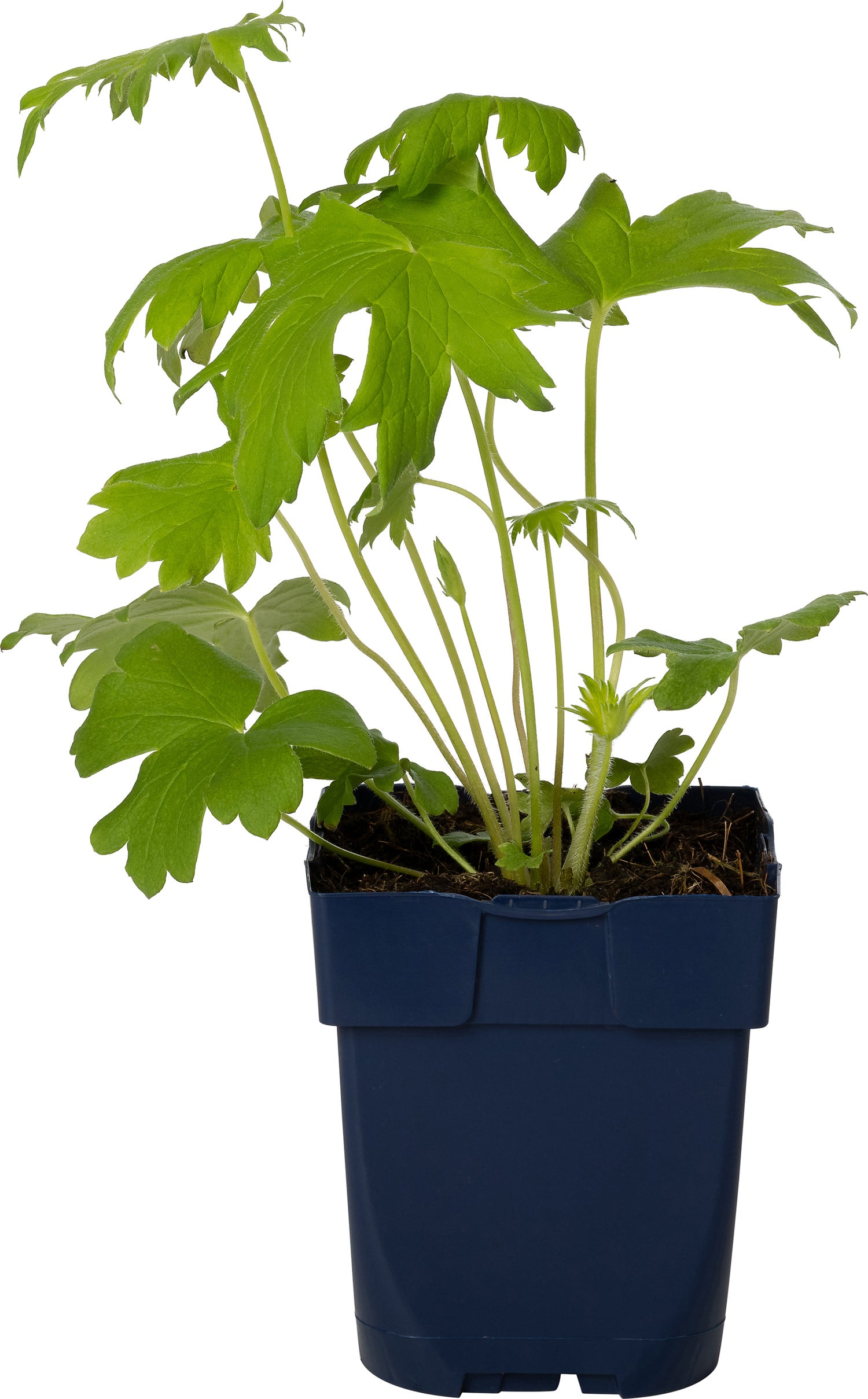 Ridderspoor (Delphinium (P) 'Black Knight') D 11 H 10 cm