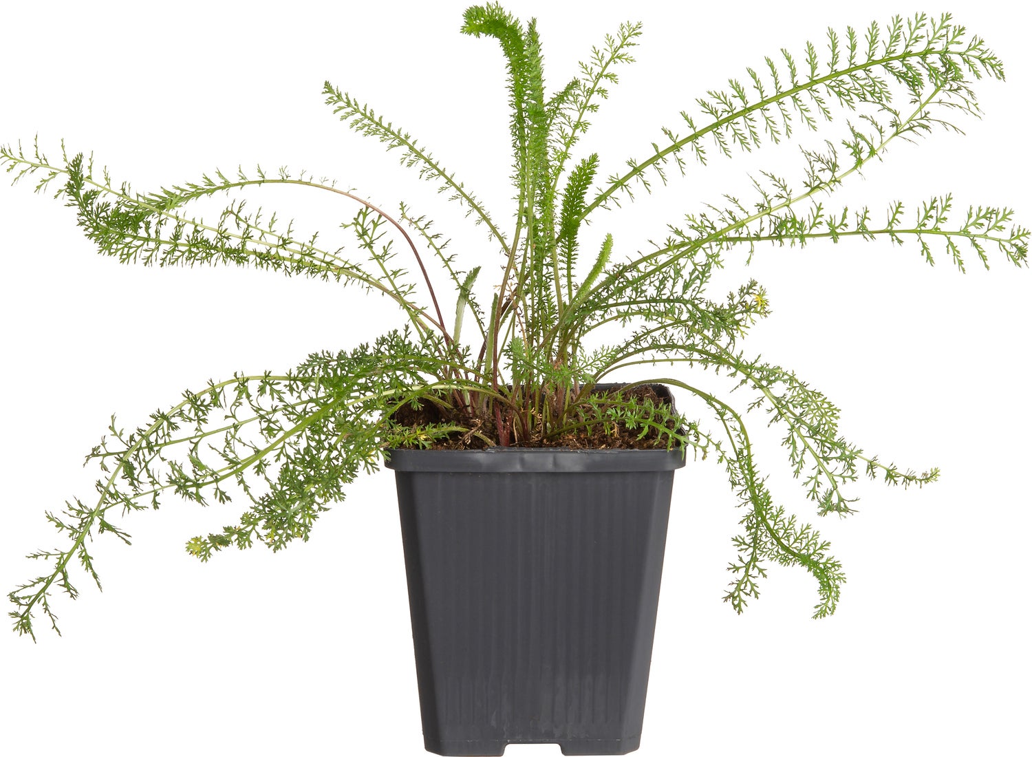 Duizendblad (Achillea millifolium 'Cerise Queen') D 9 H 10 cm