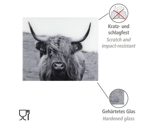 Glazen achterwand Wenko Highland Cattle 60 x 50 cm