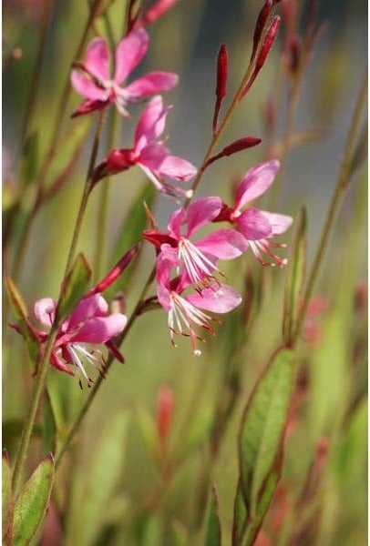 Lindheimer's kaars (Gaura lindheimeri 'Siskiyou Pink) D 9 H 10 cm