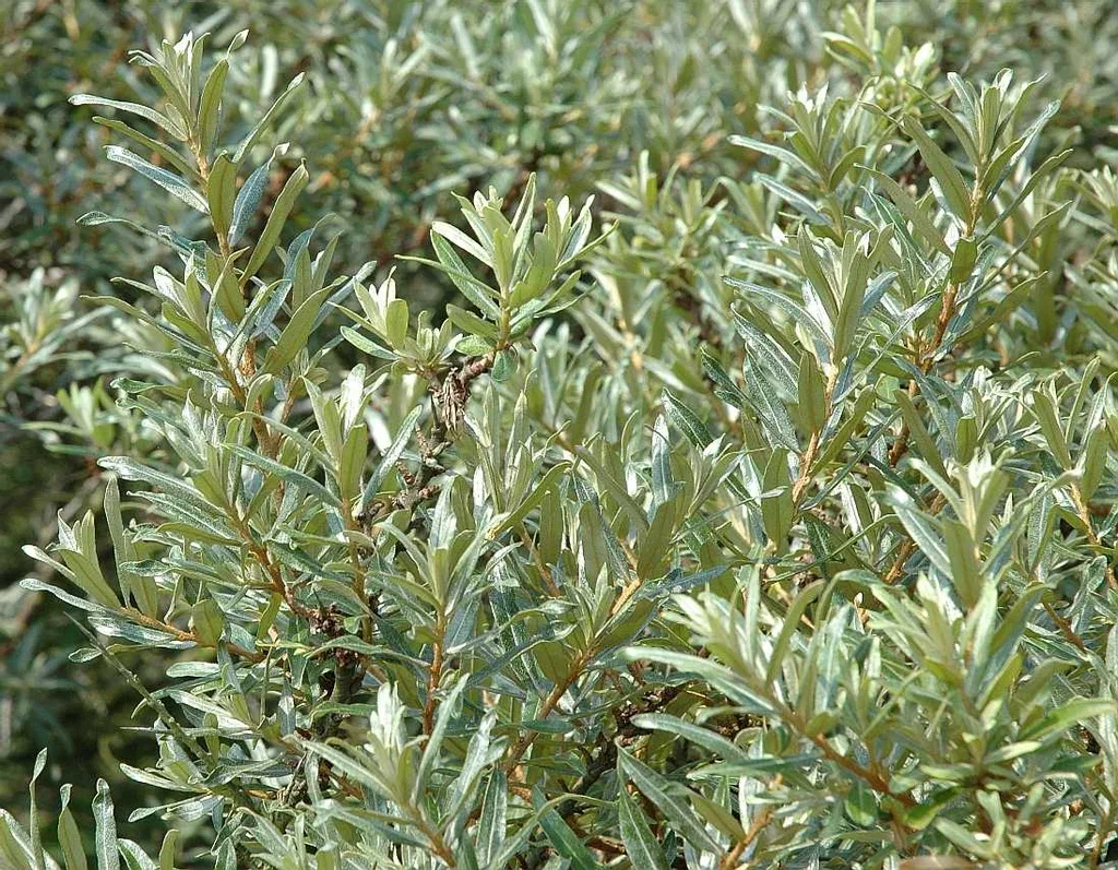 Hippophae rhamnoides 'Romeo' 4,5L Tindved 'Romeo' Ø22 cm