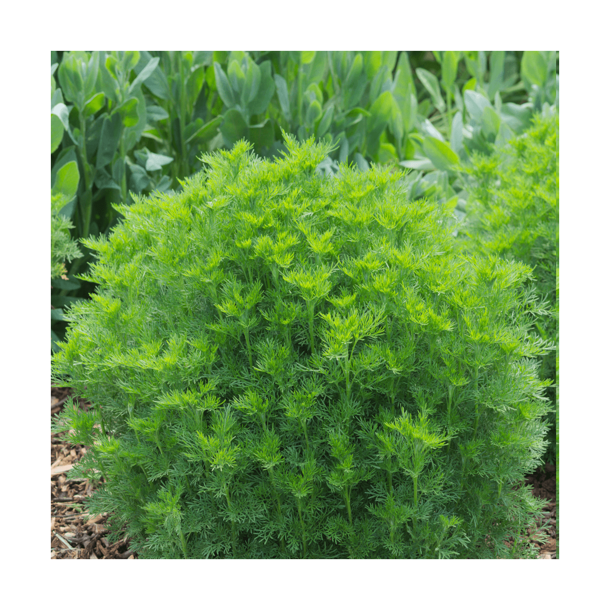 Aurone abrotanum bio/artemisia abrotanum[-]lot de 5 godets