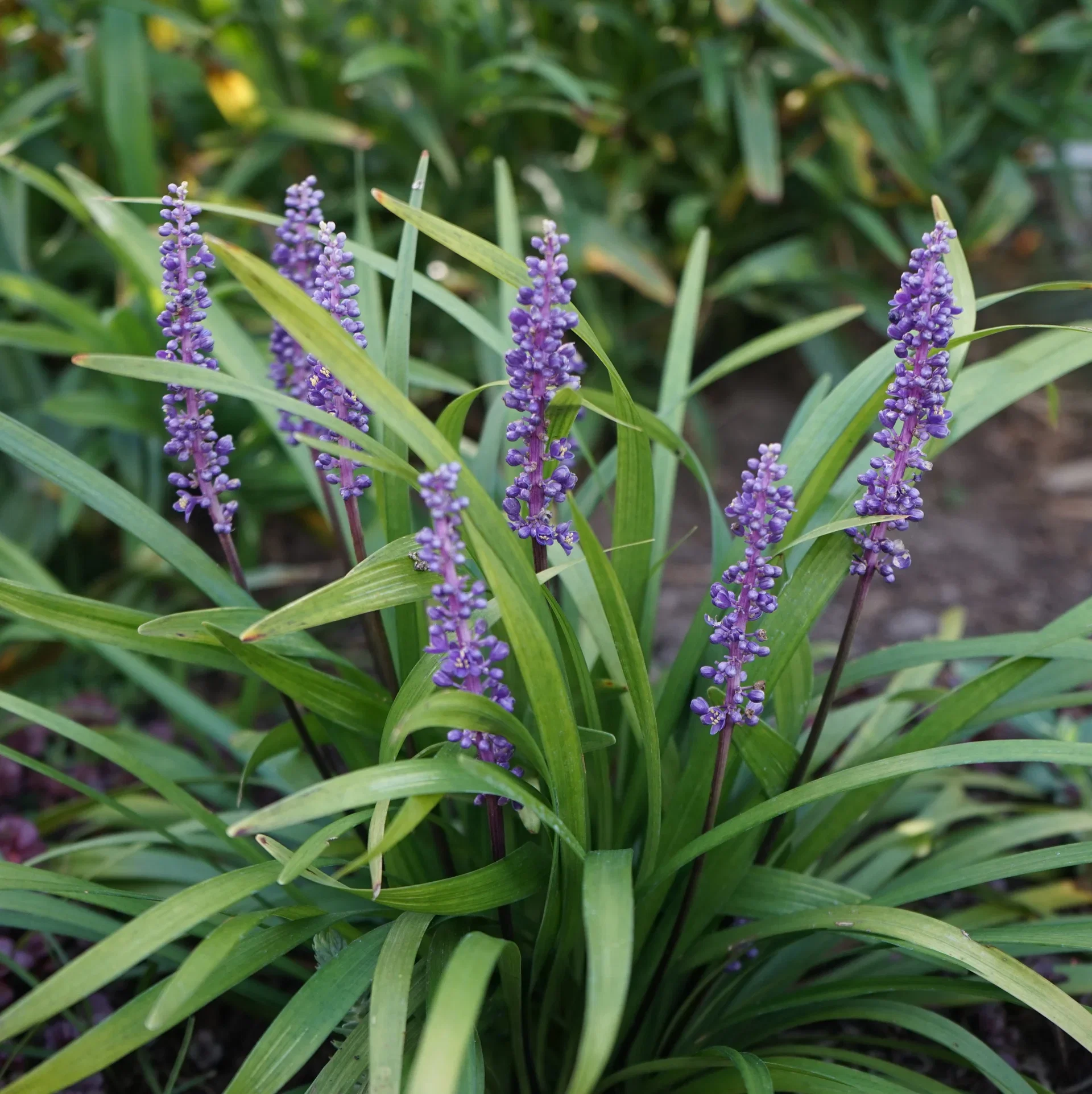 Liriope muscari 'Ingwersen' Liriope muscari 'Ingwersen' Ø19 cm