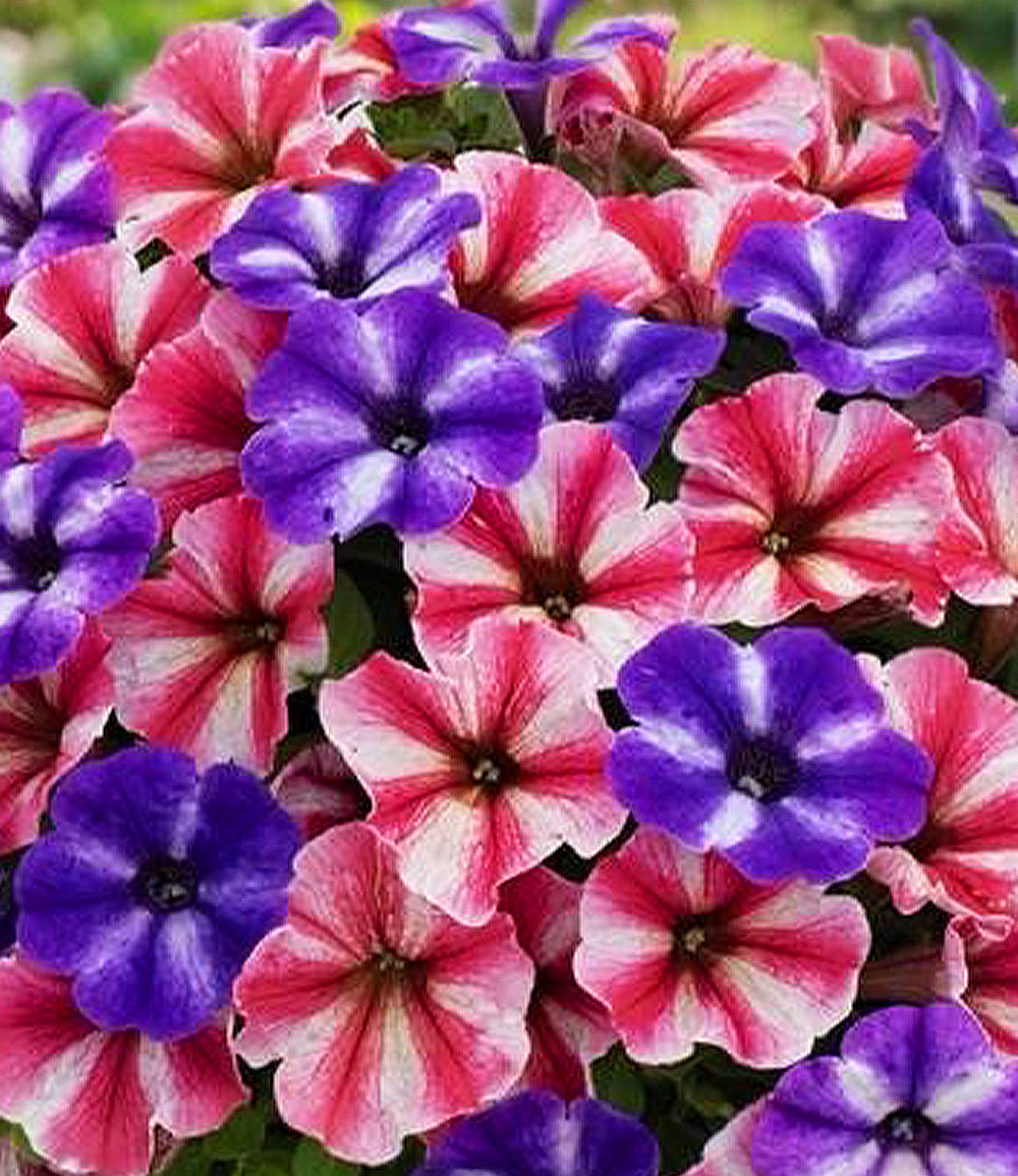 Petunien-Mix 'Spirit®'