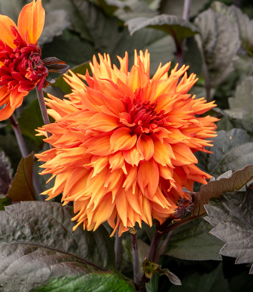 Dahlie 'Iron in the Fire®'