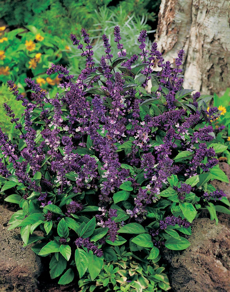 Thaise Basilicum (Ocimum basilicum)