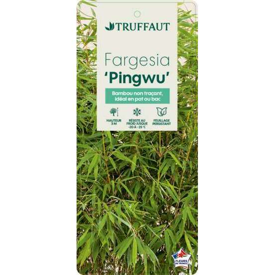 Bambou non-traçant fargesia robusta 'Pingwu': pot de 12 litres