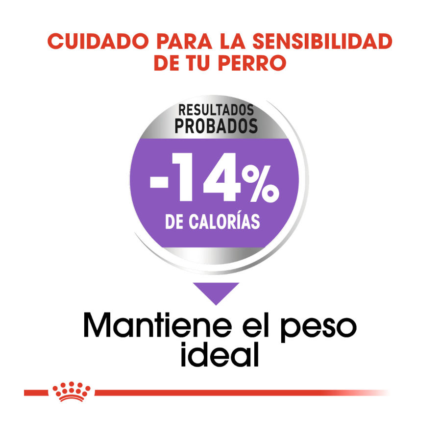 Ração esterilizada Royal Canin Maxi para cães