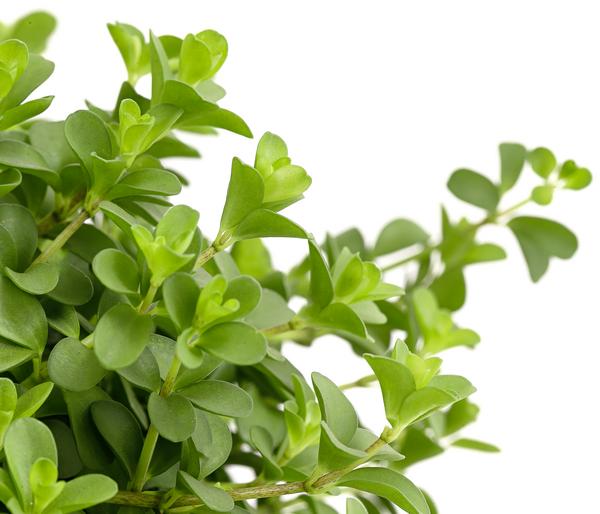 Peperomie - Peperomia deppeana