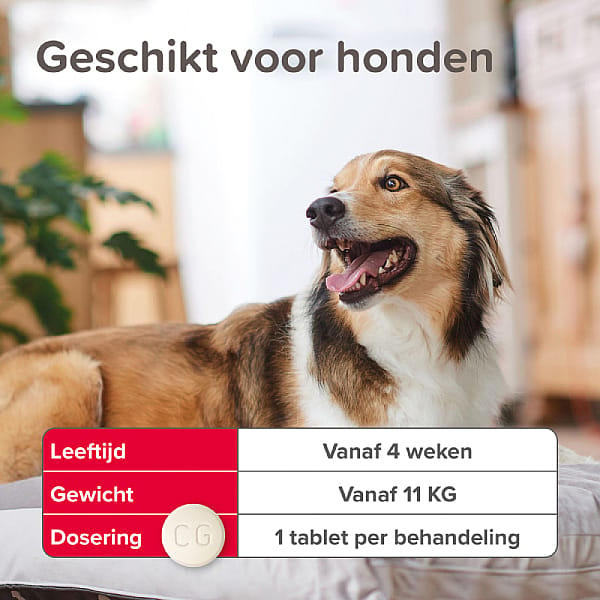 Beaphar Vlo Kill+ Hond en Kat tot 11 kg 6 tabletten