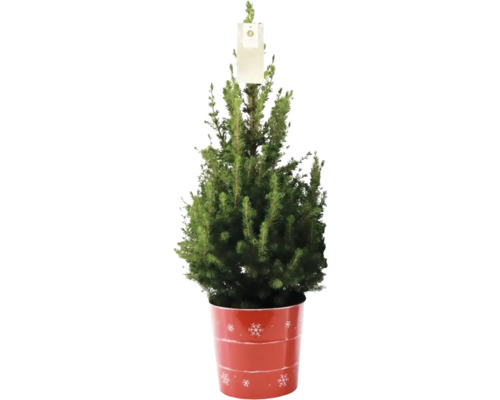 Suikerbroodspar FloraSelf H 60-70 cm D 17 cm zinken pot