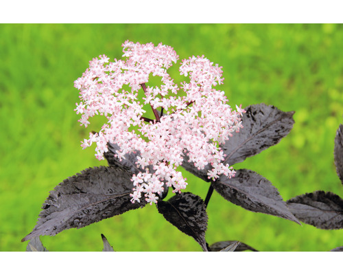 Biologische zwarte vlierbes FloraSelf Organic Sambucus nigra 'Black Beauty' H 40-50 cm Co 3 L Wilde vrucht met vitaminerijke bessen
