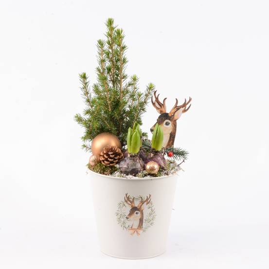 Jacinthes X3 et Picéa déco de noël D18