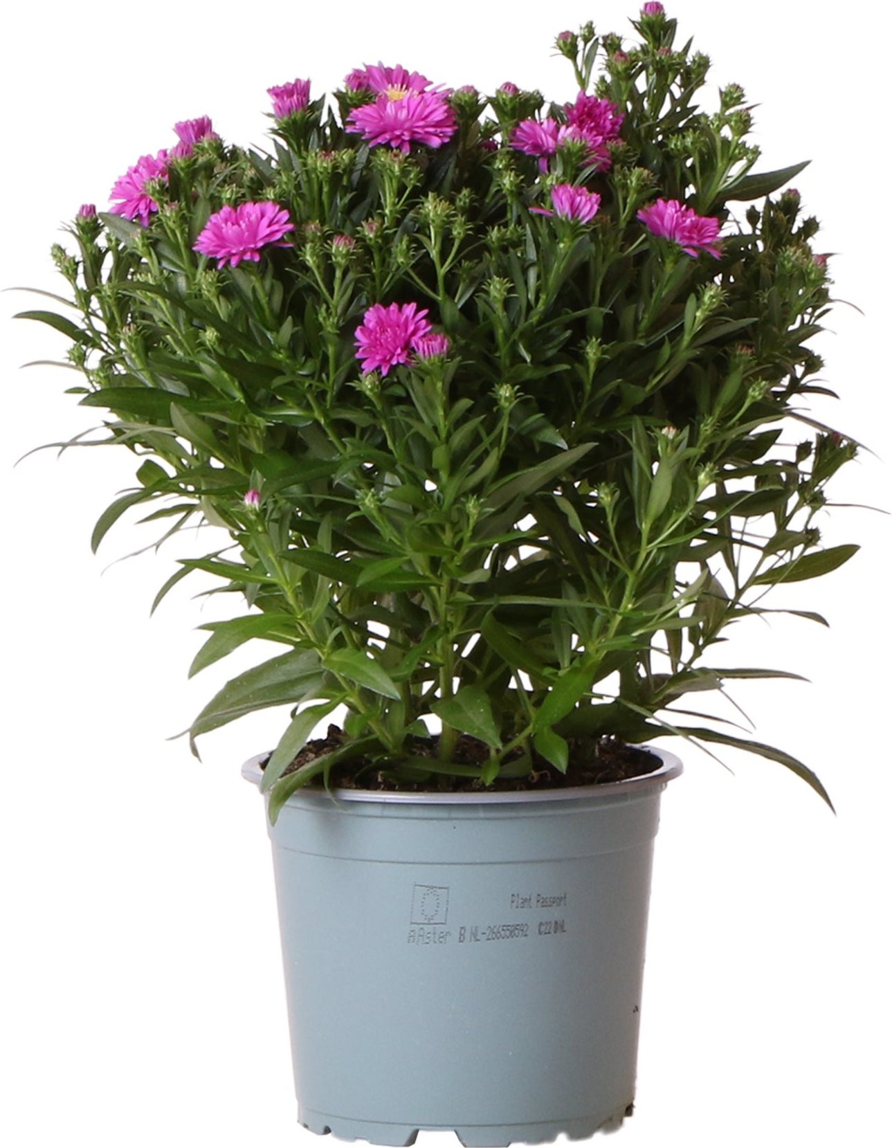 Herfstaster (Aster novi-belgii 'Starletta Serie Pink') D 12 H 30 cm