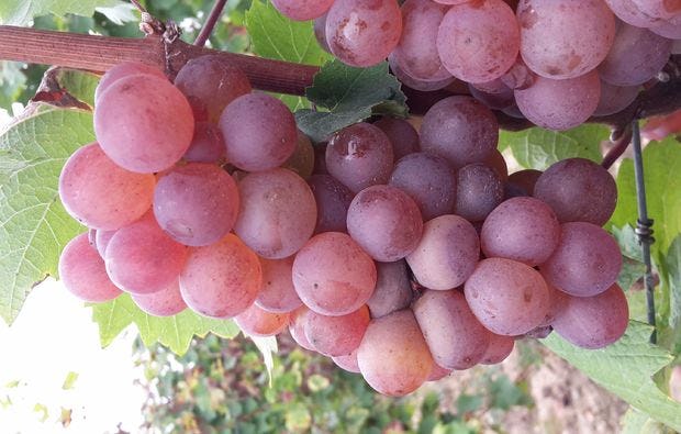 Weinreise Mesenich für 2 (2 Nächte)
