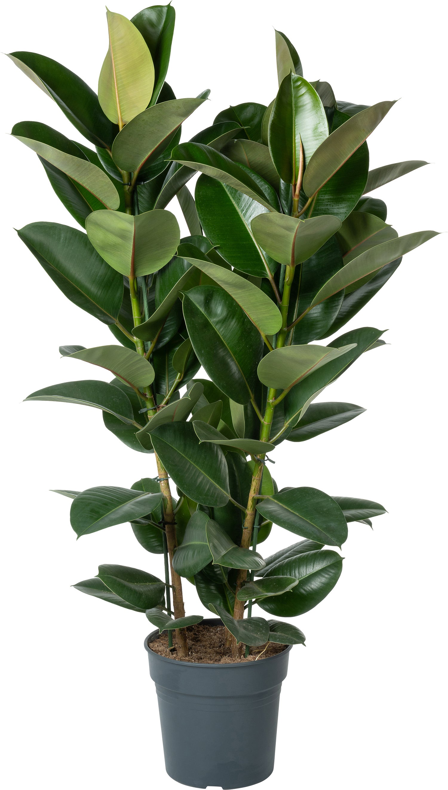 Rubberboom (Ficus elastica 'Robusta') D 30 H 130 cm