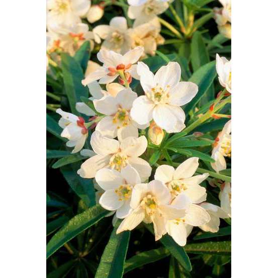 Choisya x ' Aztec Pearl ' : ctr 20 litres