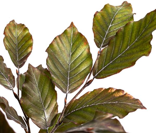 Blutbuche 'Purpurea'