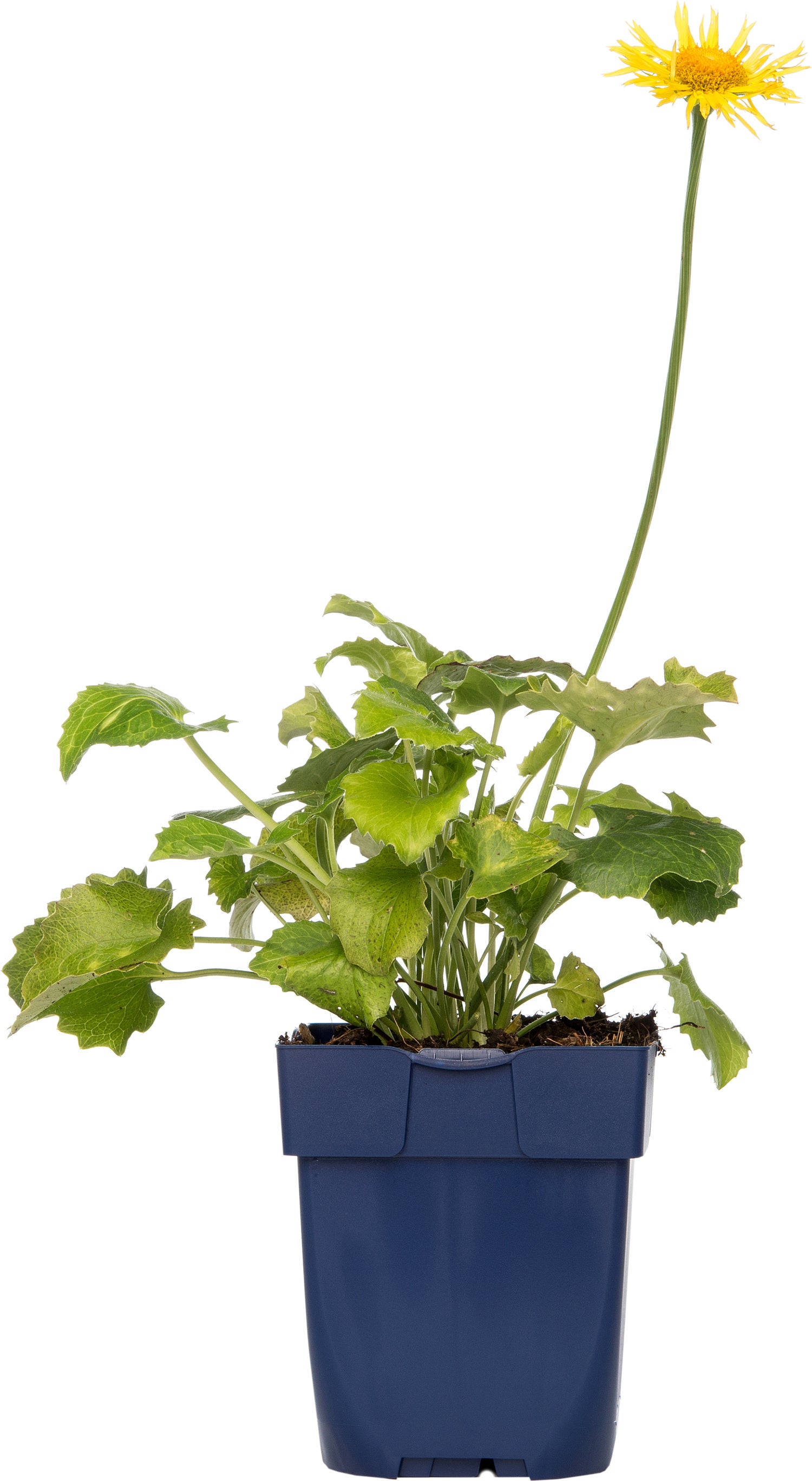 Voorjaarszonnebloem (Doronicum orientale) D 11 H 10 cm