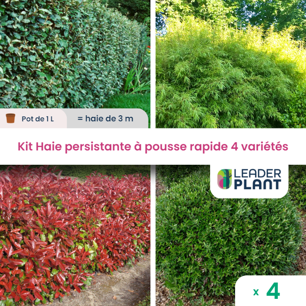 Kit haie persistante à pousse rapide – 4 variétés - lot de 4 plants en pot de 1 l