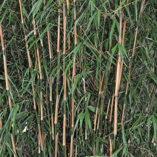 Bambou non-traçant fargesia scabrida 'Asian Wonder': jardinière de 30L