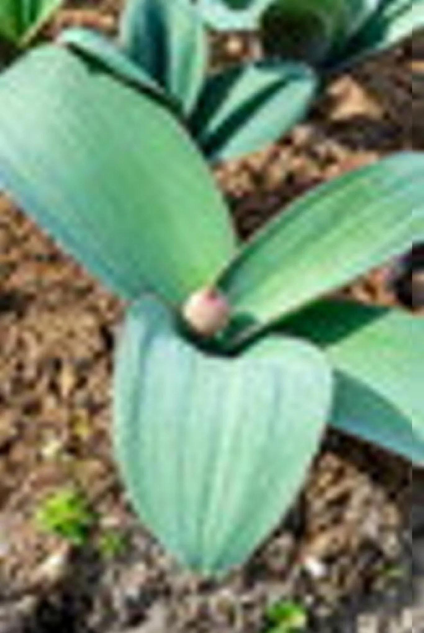 Allium karataviense 'Red Giant' Kuleløk 'Red Giant'