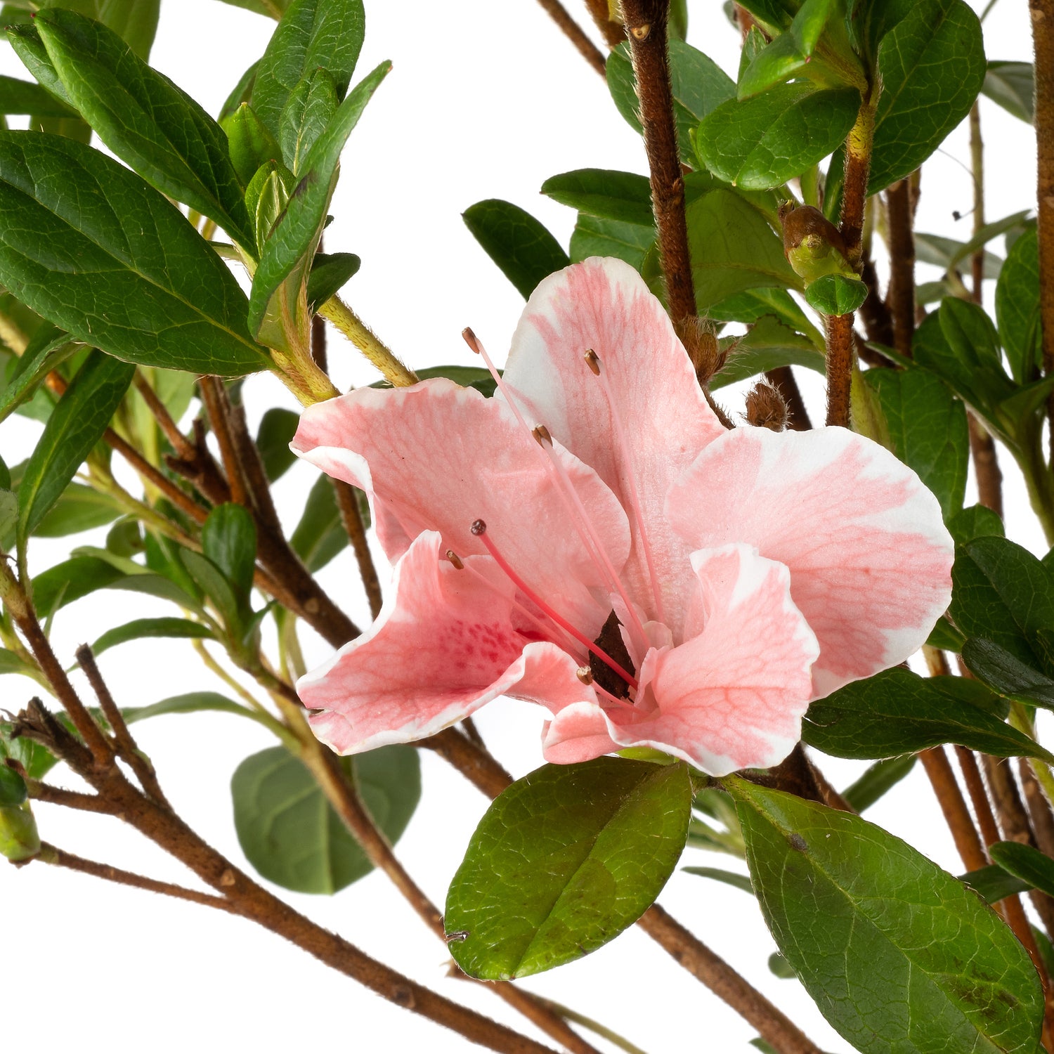 Dwerg Rhododendron (Rhododendron 'Encore Sunburst') D 19 H 25 cm