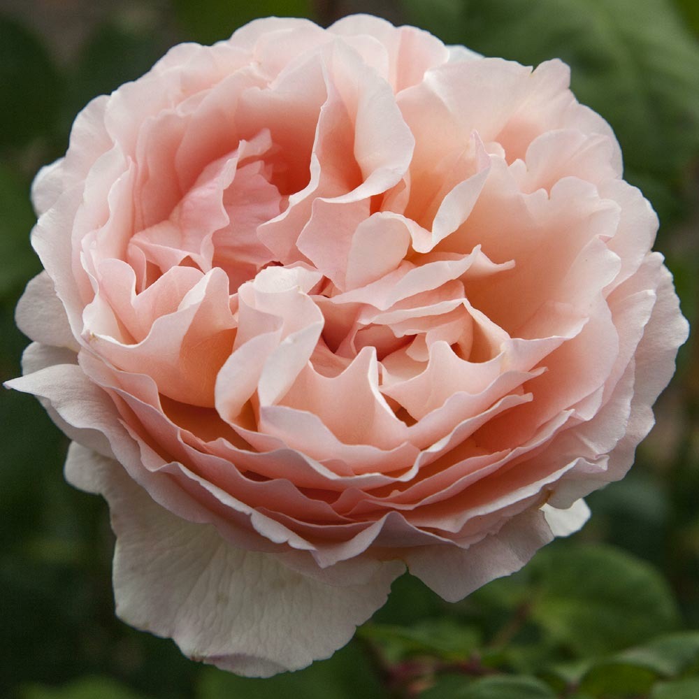 Rosier princesse charlene de monaco ® meidysouk le pot de 3l