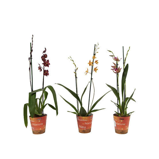 Orchidée Cambria 2 tiges - pot D.12 cm
