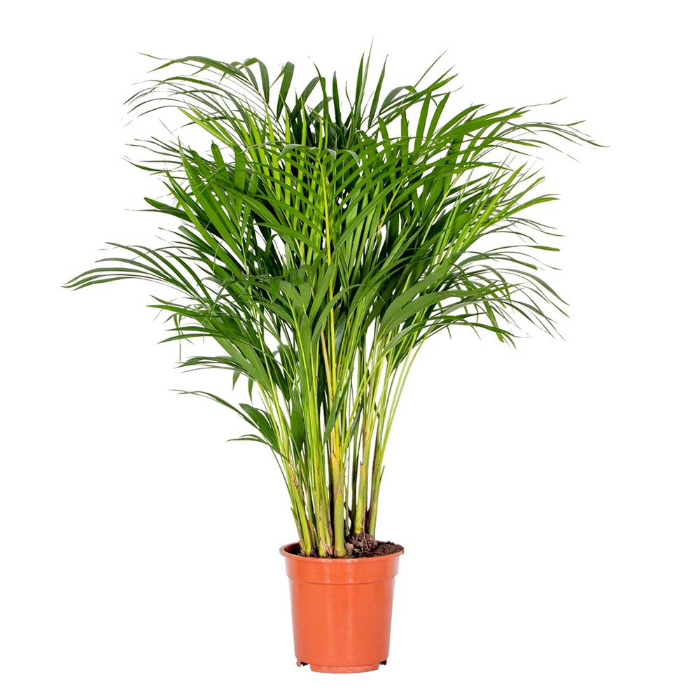 Dypsis lutescens - palmier dorés - plante d'intérieur - entretien facile – ⌀20 cm - ↕90-100 cm