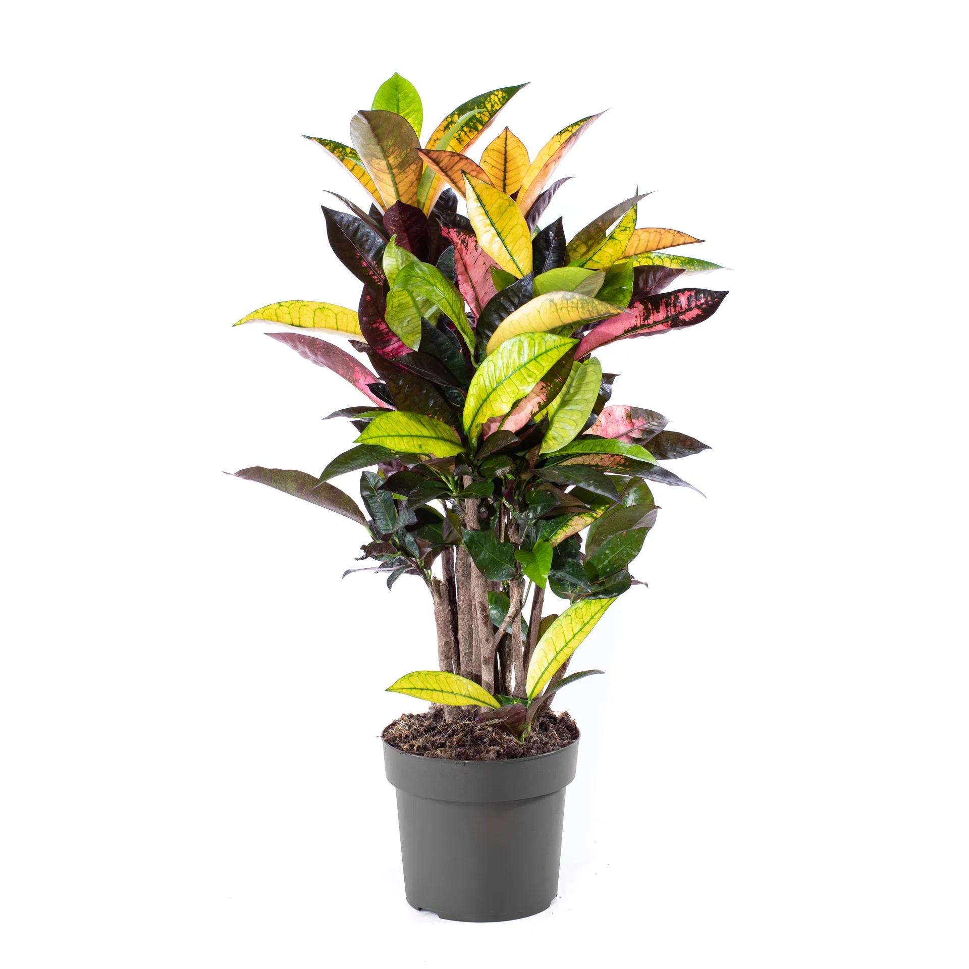 Codiaeum 'Iceton' Kroton 'Iceton' Høyde 50-60 cm