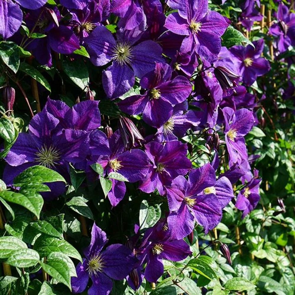 Clématite 'star of india' - clematis jackmanii 3l