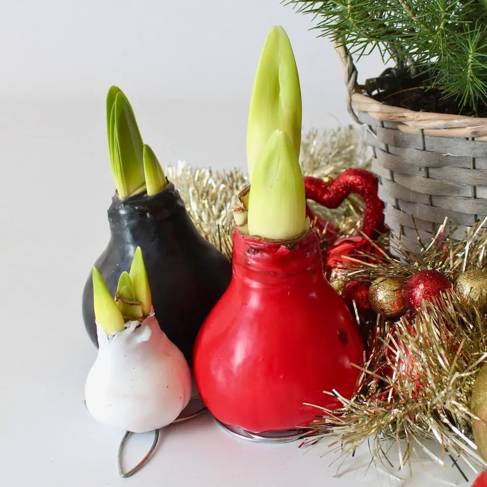 Amaryllis - hippeastrum 'Wax Black' - Bloembol - Rood