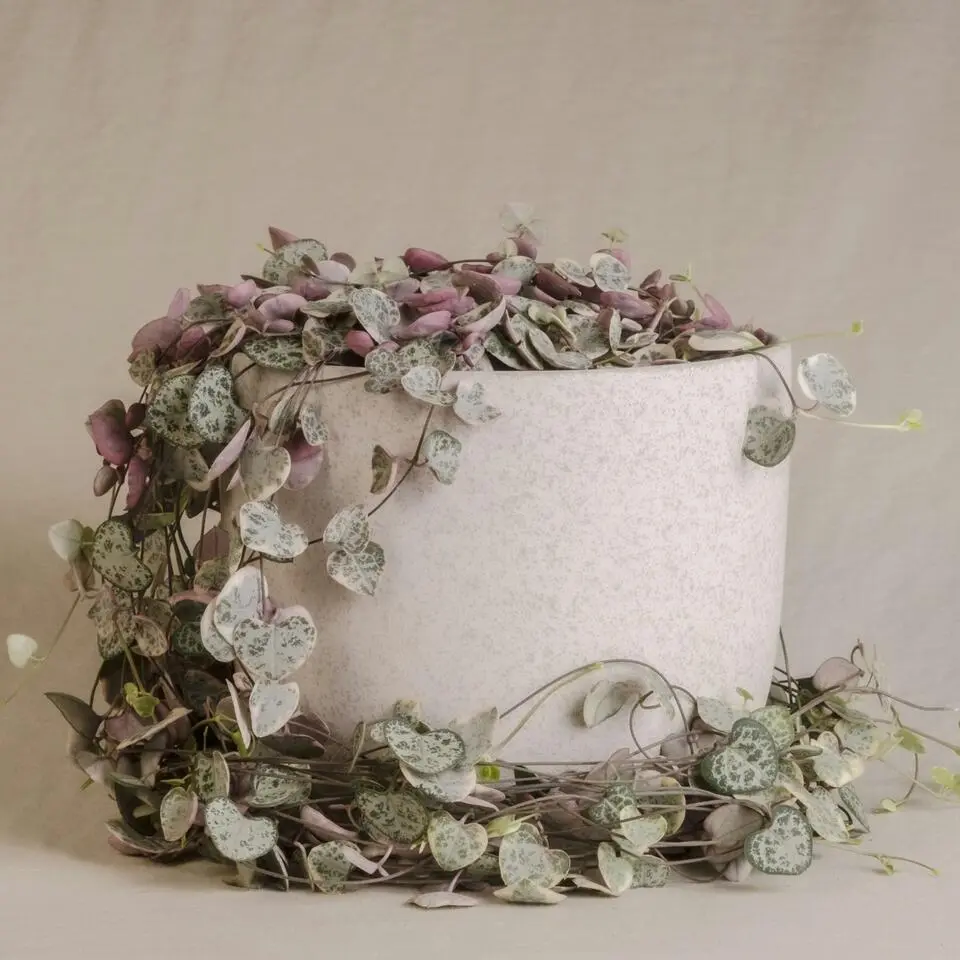 Chinees lantaarnplantje - Ceropegia linearis Woodii - Hoogte 20-30cm - ⌀14cm