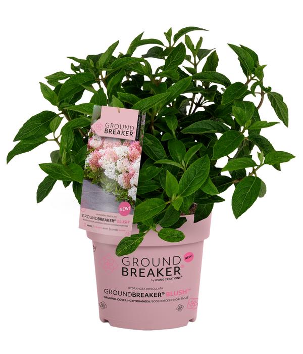 Bodendecker-Rispen-Hortensie Groundbreaker®