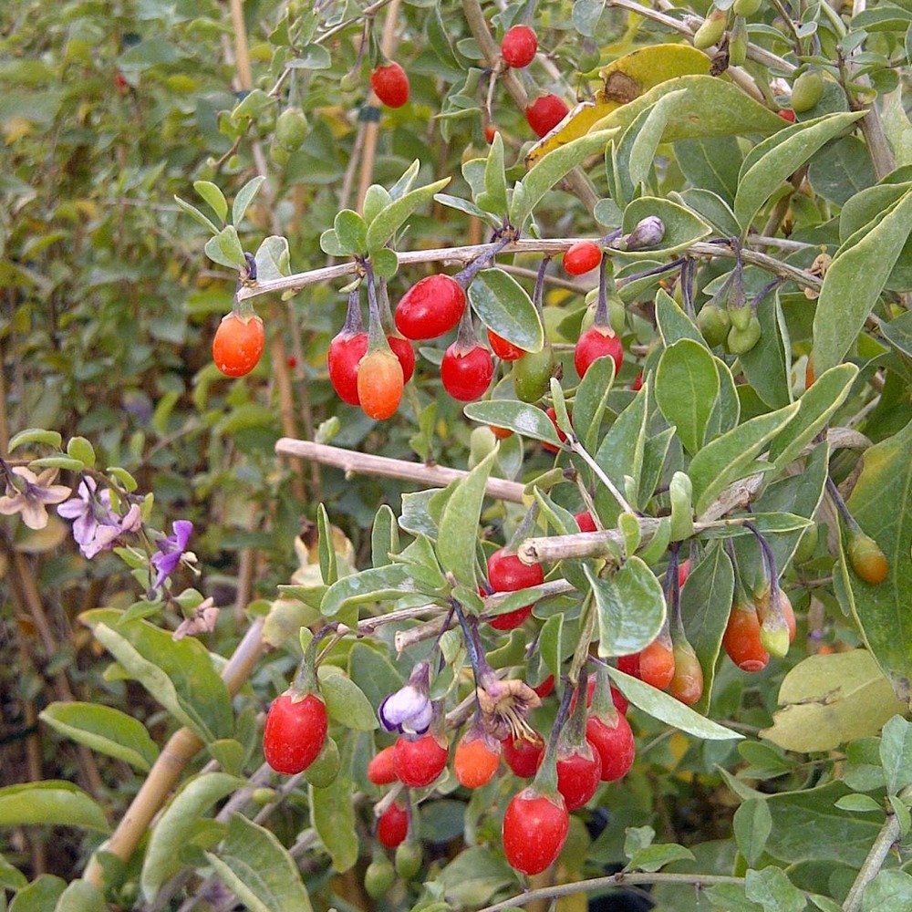 Baie de goji barbarum/lycium barbarum[-]godet - 5/10 cm