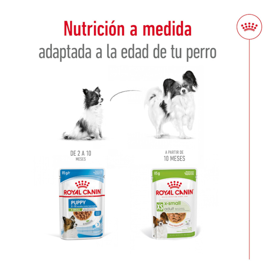 Sachês Royal Canin X-Small Adult em molho para cães