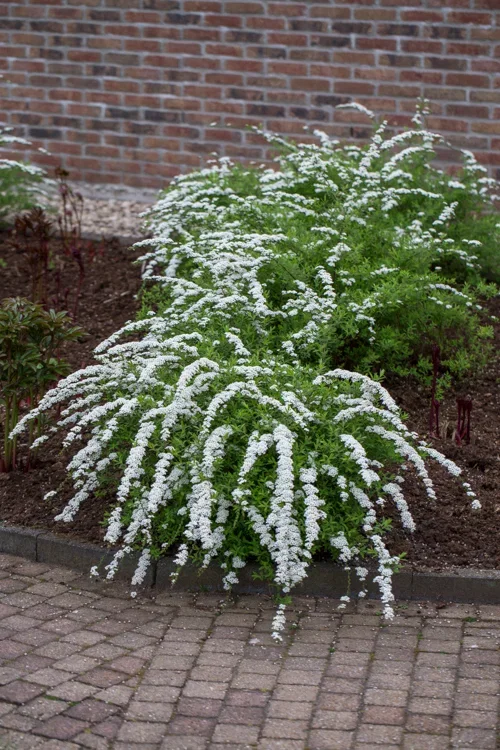 Spiraea x cinerea 'Grefsheim' Brudespirea 'Grefsheim' Ø15 cm