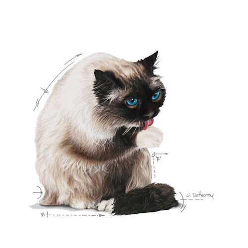 Royal Canin Hairball Care in Jelly - Kattenvoer