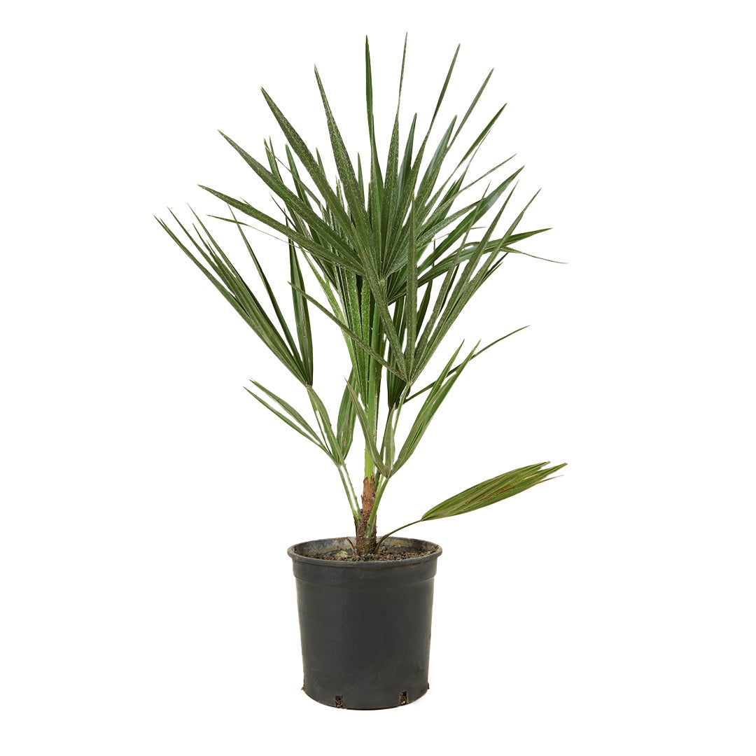 Chamaerops humilis – Europese dwergpalm – Palm – Winterhard – ⌀15 cm – ↕50-60 cm