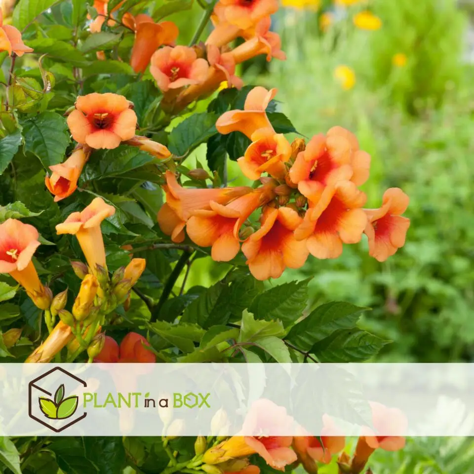 Trompetbloem - Campsis radicans - Hoogte 110-120cm - ⌀17cm
