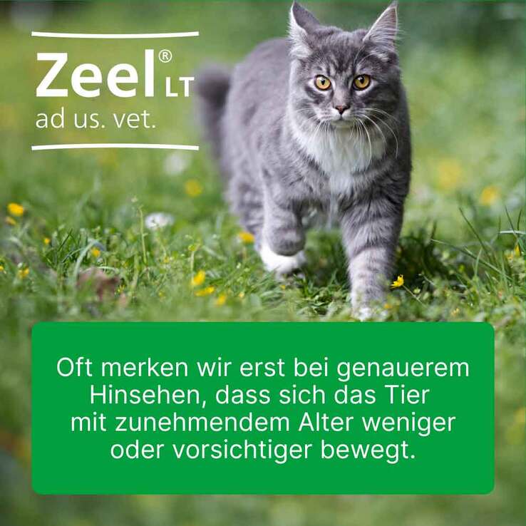 Zeel LT ad us. vet. Tabletten, 2x500 St
