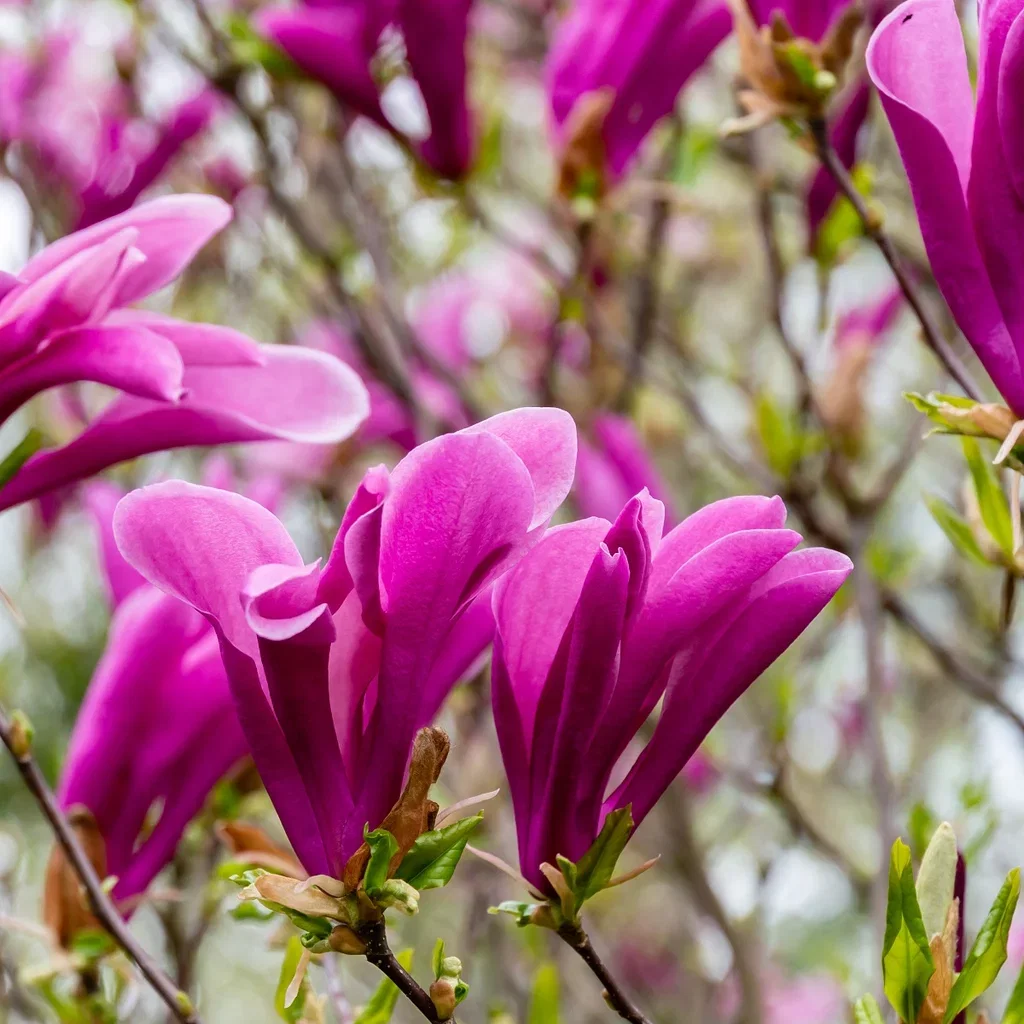 Magnolia (Liliiflora Group) 'Susan' Magnolia 'Susan' Ø19 cm