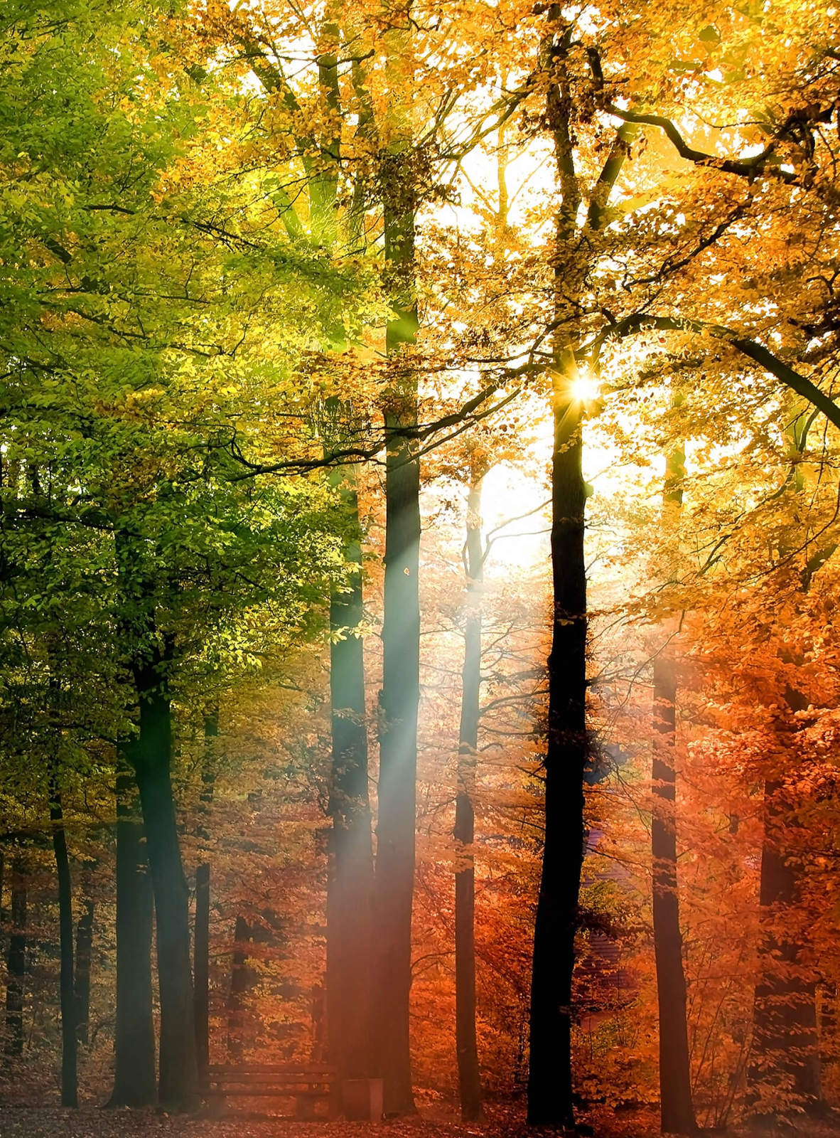 Fototapete DESIGNWALLS 2.0 - gelb-orange - Wald - 2,6 Meter