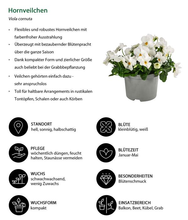 Beet- & Balkonpflanzen-Set Blauton, 6-teilig
