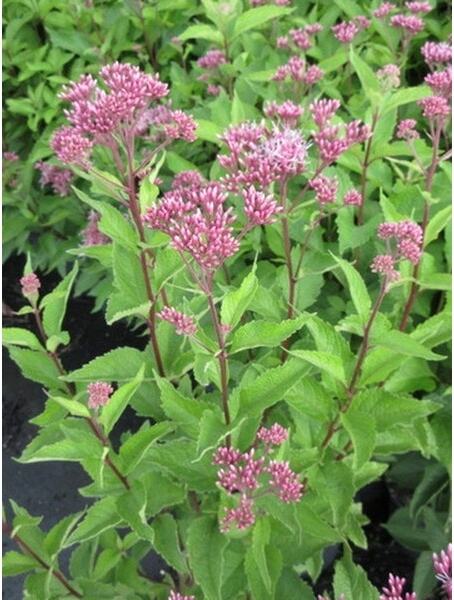 Koninginnenkruid (Eupatorium maculatum 'Atropurpureum') D 9 H 10 cm