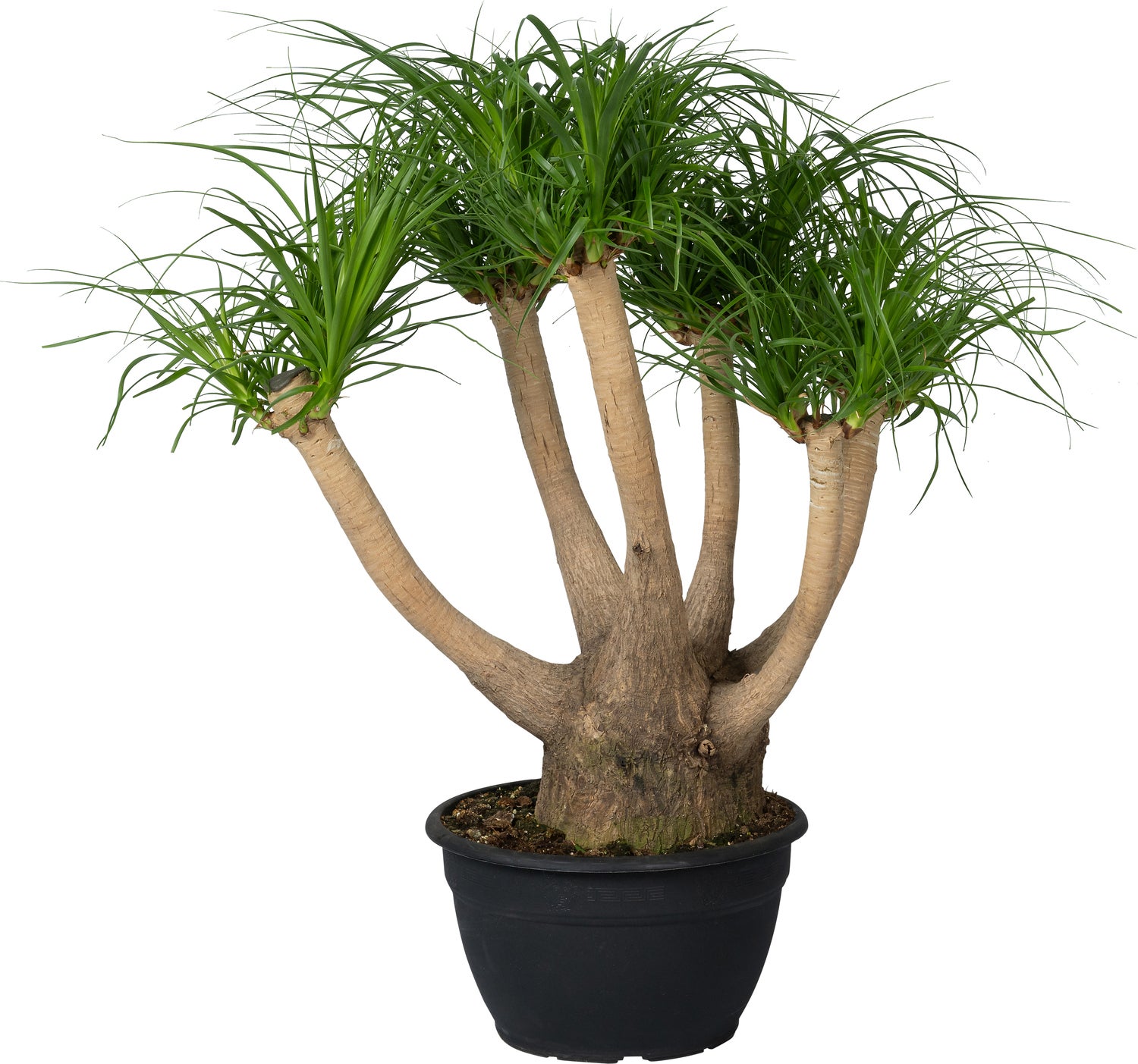 Olifantsvoet (Beaucarnea recurvata) D 30 H 120 cm