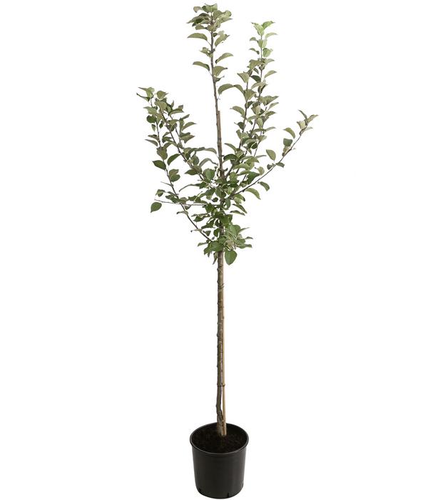 Winterapfel 'Goldparmäne'