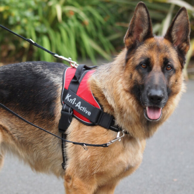 Harnais d'éducation Kn'1 Active Speed Control pour chien