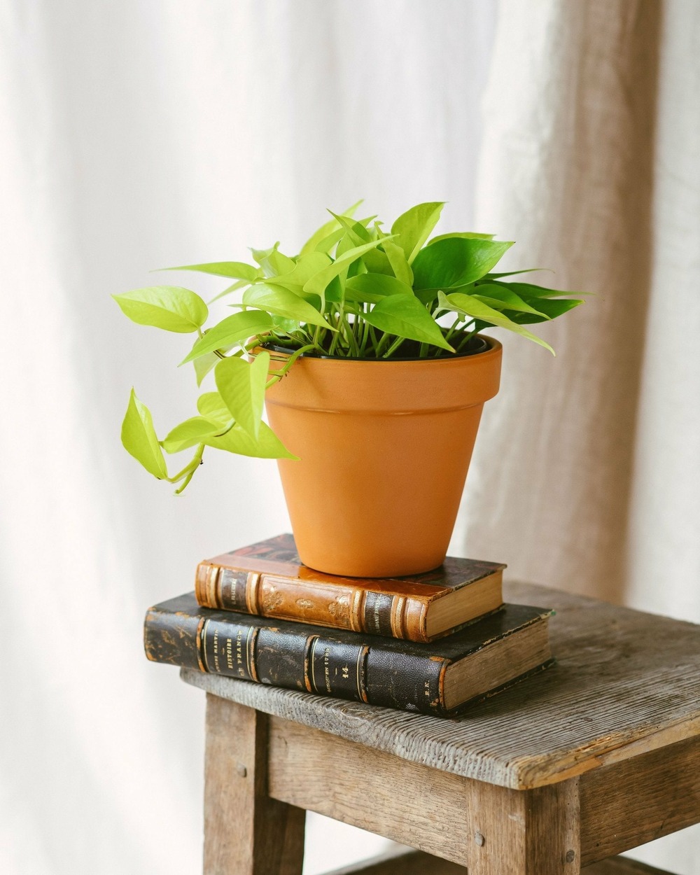 Plante d'intérieur - pothos neon gold 30cm